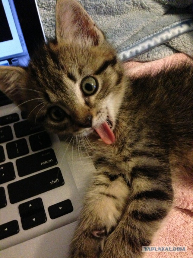 Котовторник