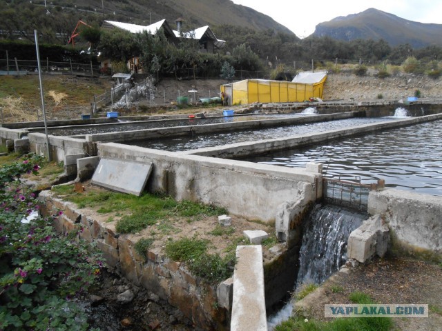 Рыбная ферма. Эквадор