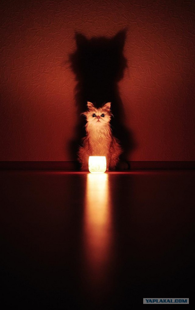 Котовторник