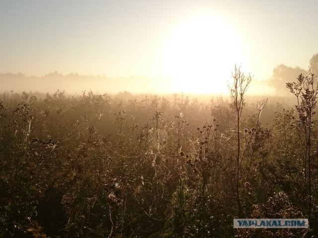 Я узнал, что у меня есть огромная семья