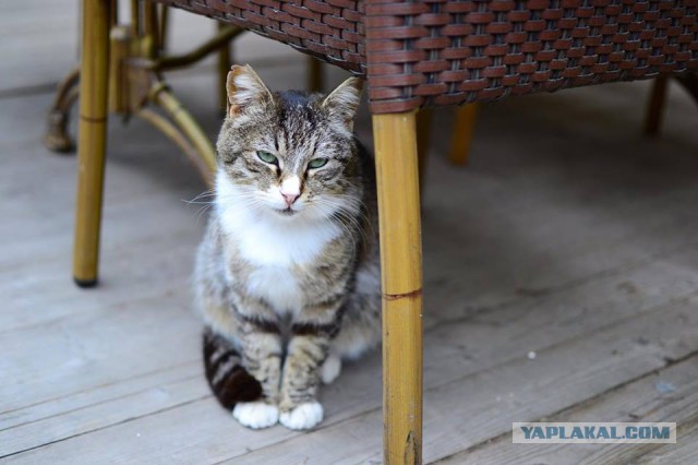 Котовторник 17.05.2016