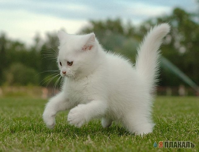 Вторничный котомёт!