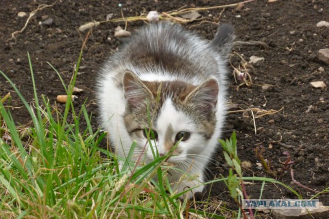 А у нас сегодня кошка родила вчера котят