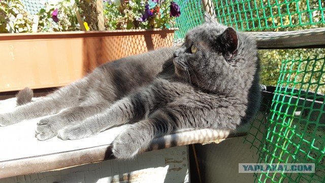 Котовторник 13.09.2016