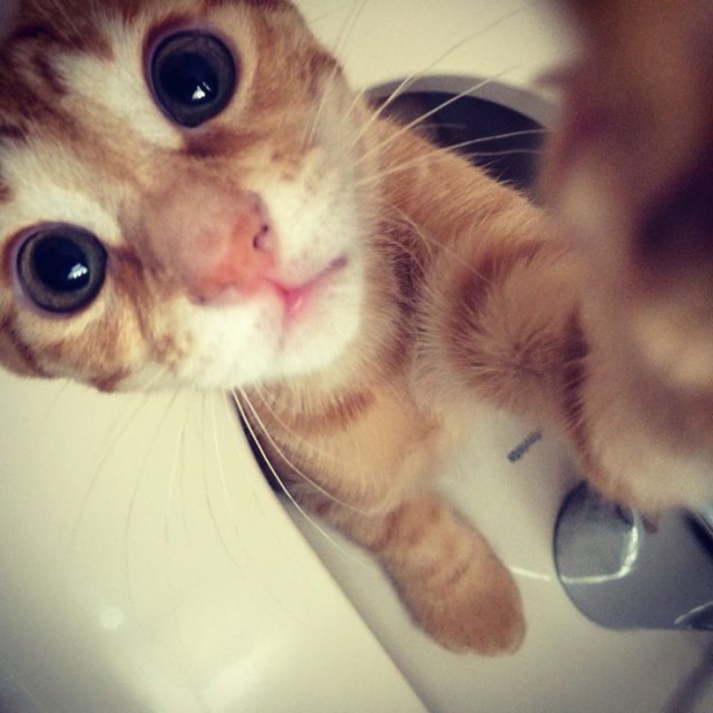 Коты из сети