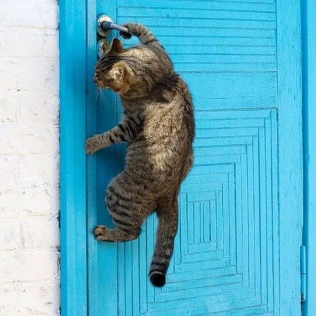Коты из сети