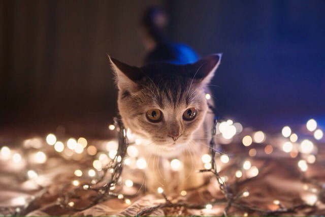 Коты из сети