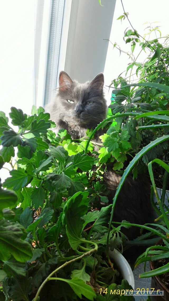 Котовторник 14.03.2017