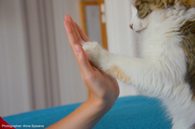 Коты и Кошки