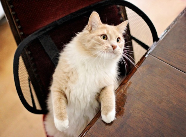 Коты и Кошки
