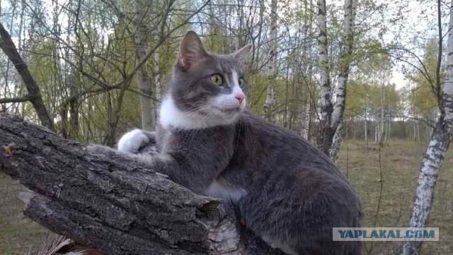Жизнь домашнего приюта для котеек 168