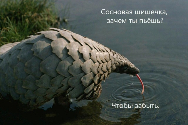 Подборка забавных животных