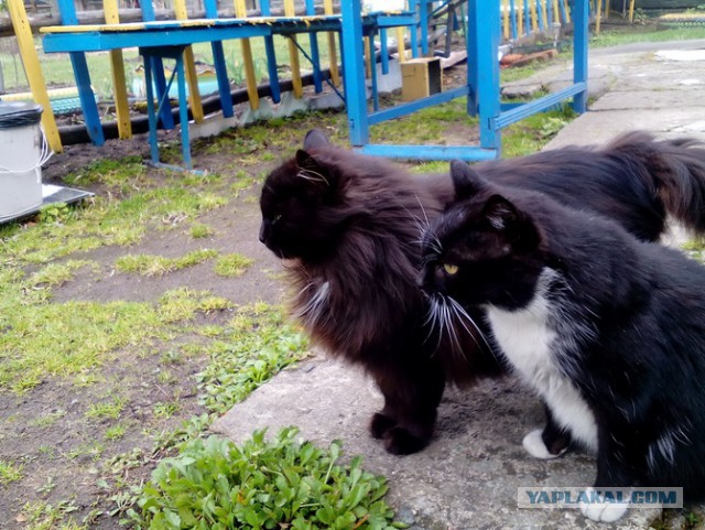 Котовторник 28.11.2017