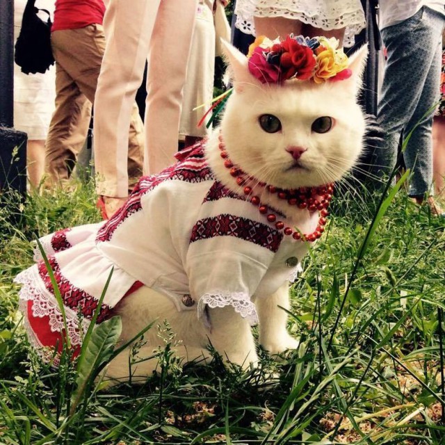 Прикольных котов пост