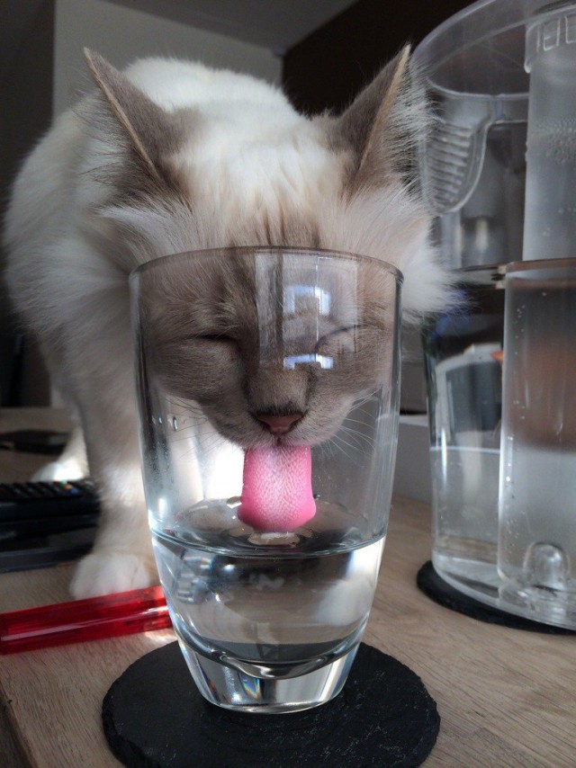 Фотобомбы котов