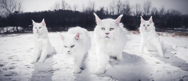 Котовторник ждали? А вот и он!