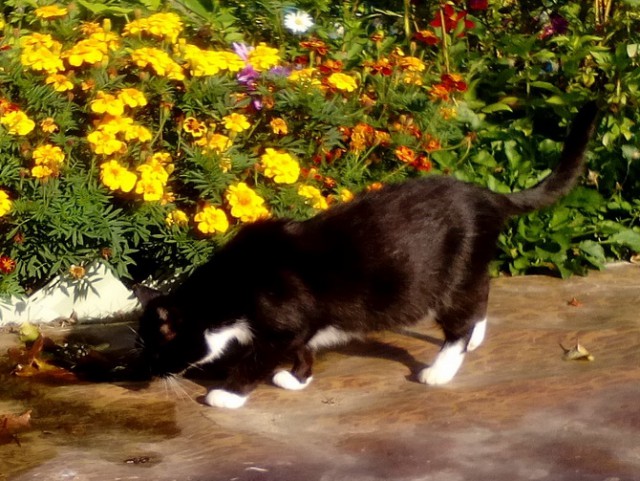 Котовторник
