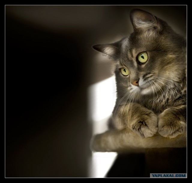 Котовторник на ЯПлакалъ 08.07.2008