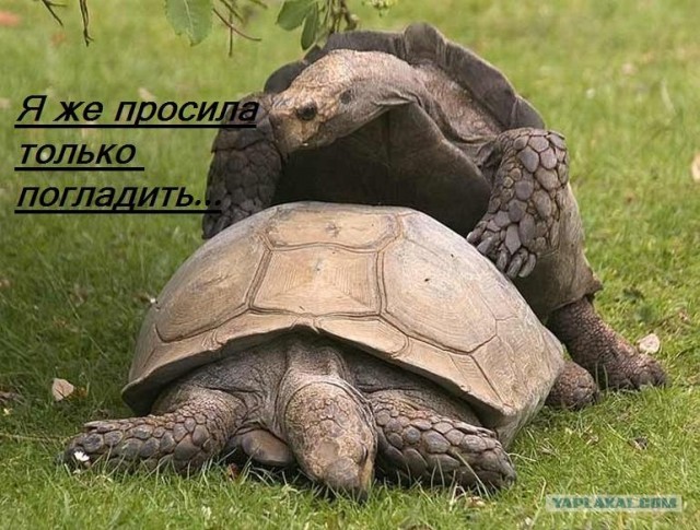 А может все-таки погладим?
