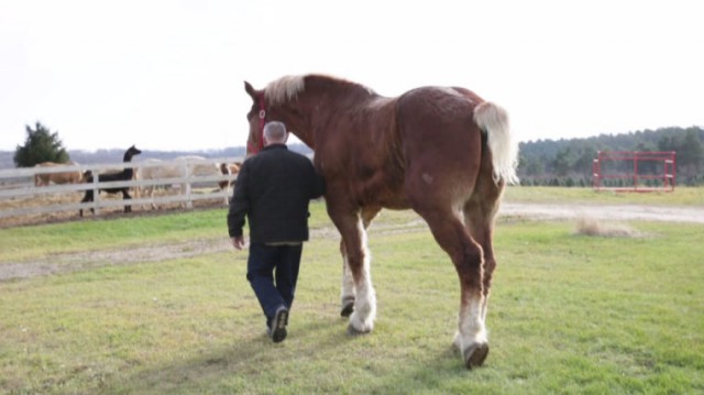 Большой Джейк - самый высокий конь в мире