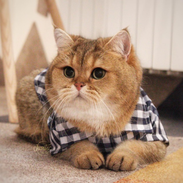 Прикольных котов пост