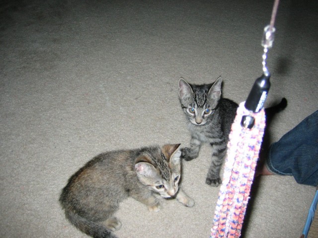 Котовторник на 03.02.2009