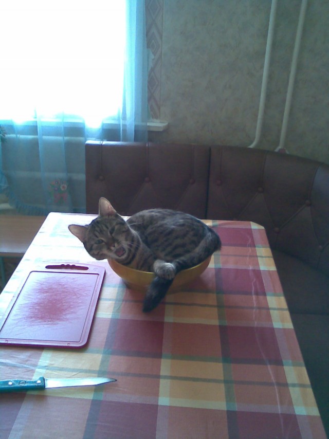 Сегодня котовторник, а котиков все нет