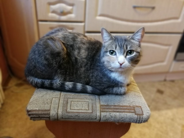 Прикольных котов пост