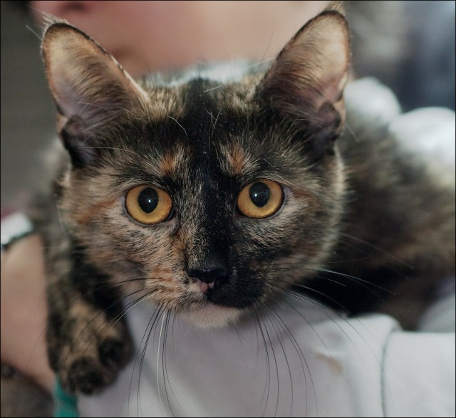 Котовторник