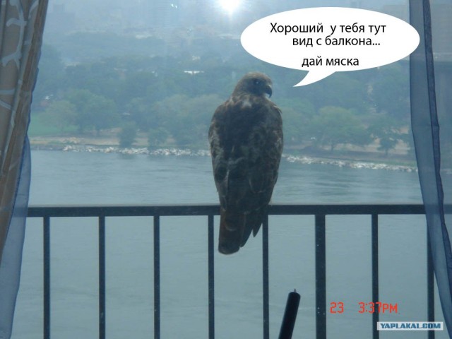Птичко.