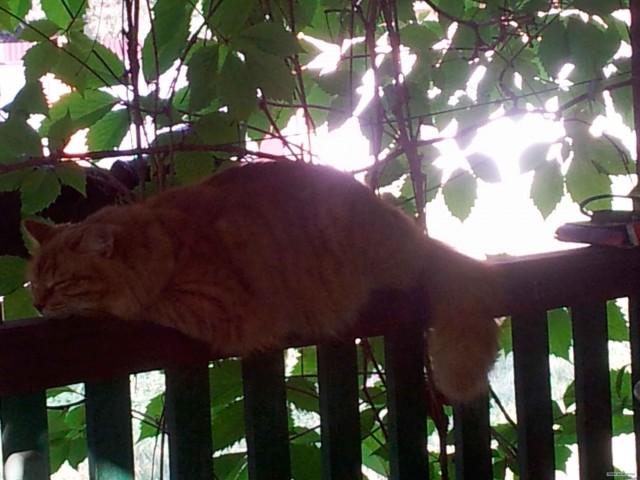 Сонный Котовторник