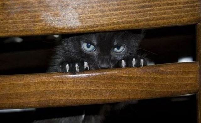 Котовторник в "КотоГетто"