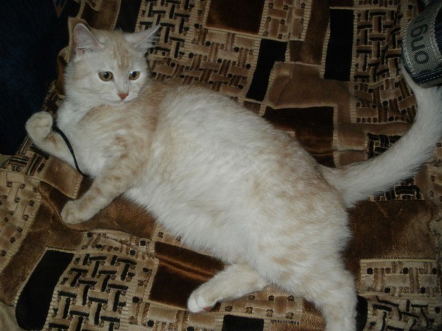 Котовторник 1.11.11