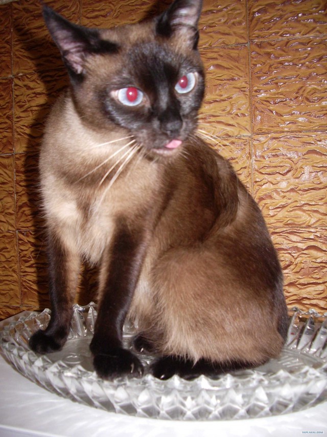 КОТОВТОРНИК (6.03.2012)