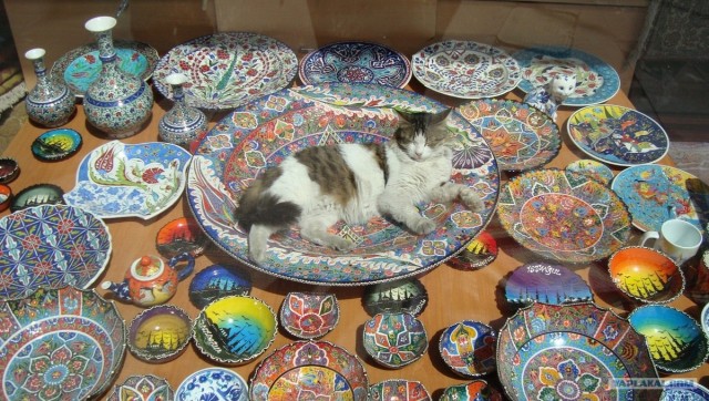Котовторник 10.04.2012