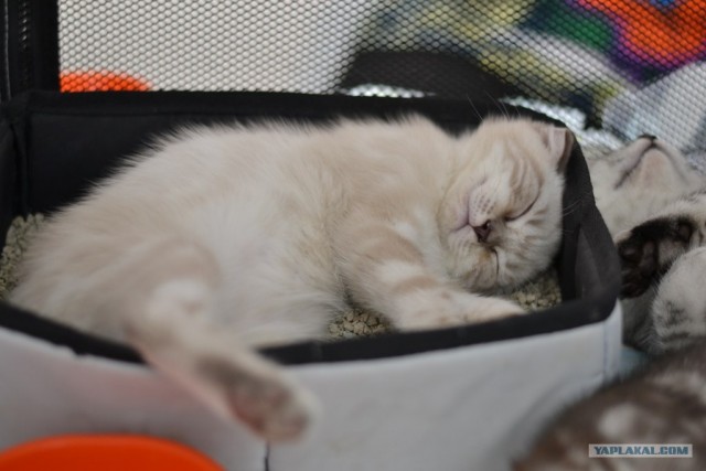 Котовторник   5.06.2012