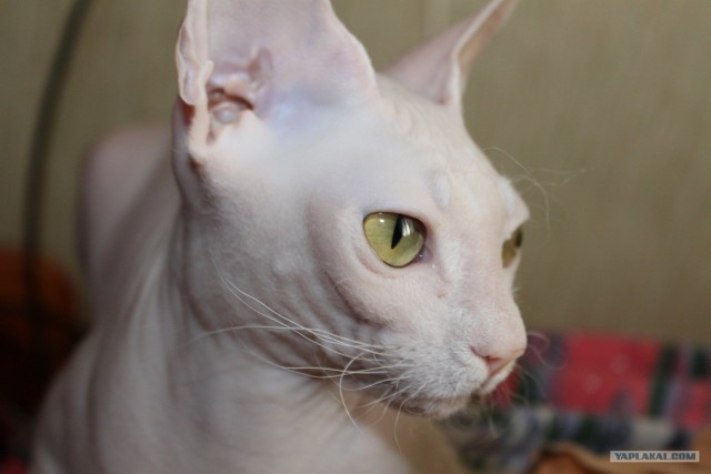 Котовторник  19.06.2012