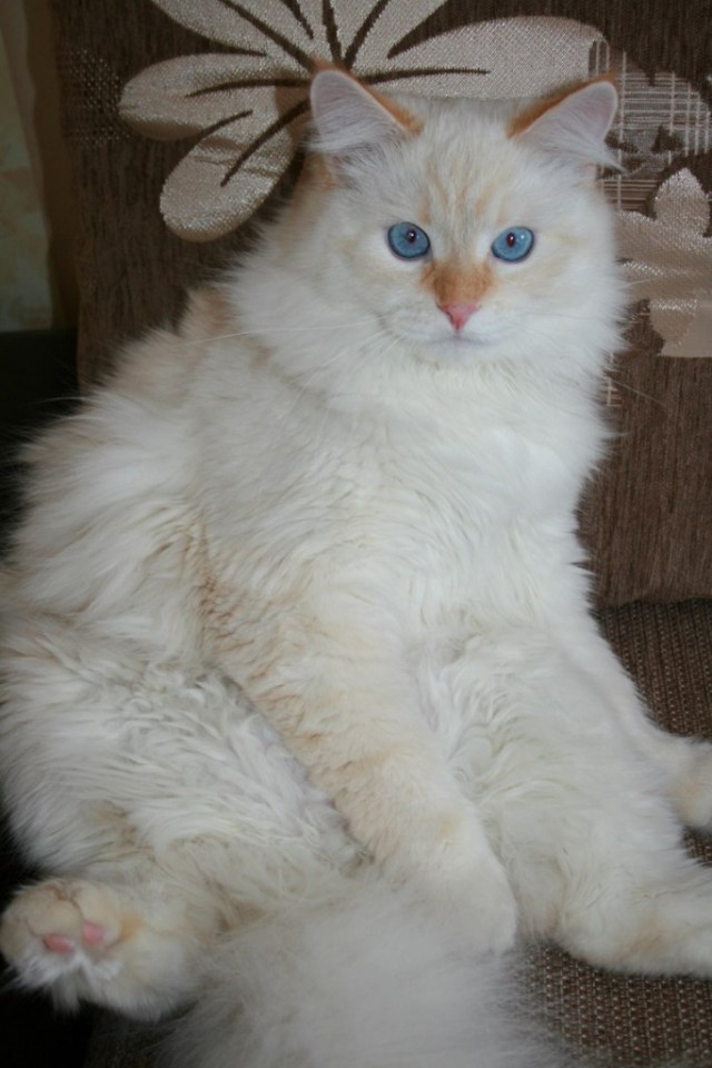 Котовторник  4.09.12