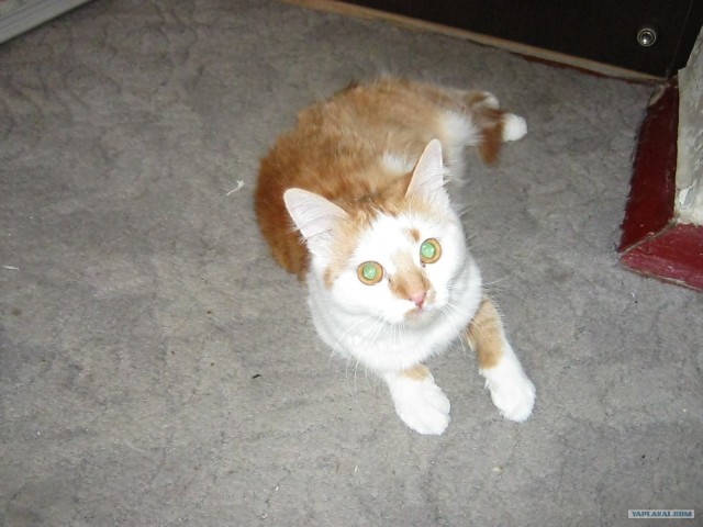 Котовторник ( 23.10. 2012. )