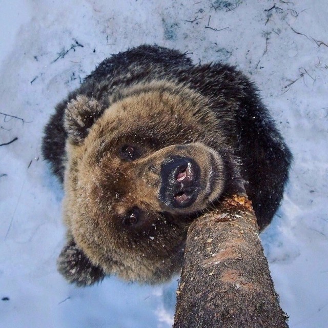 Милые животные. Мимиметр сломался