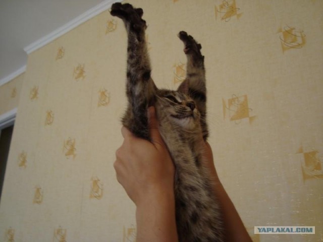 Котовторник 19.02.2013