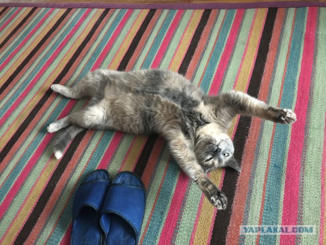 Котовторник 18.06.2019