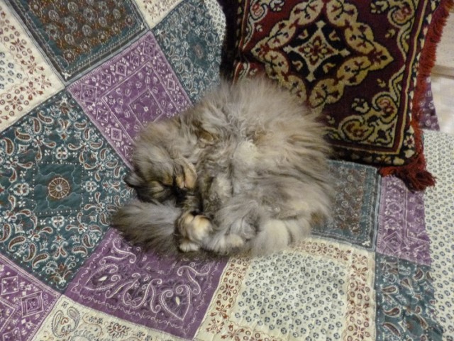 Отданные даром. К котовторнику