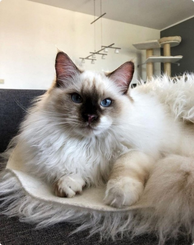Котики