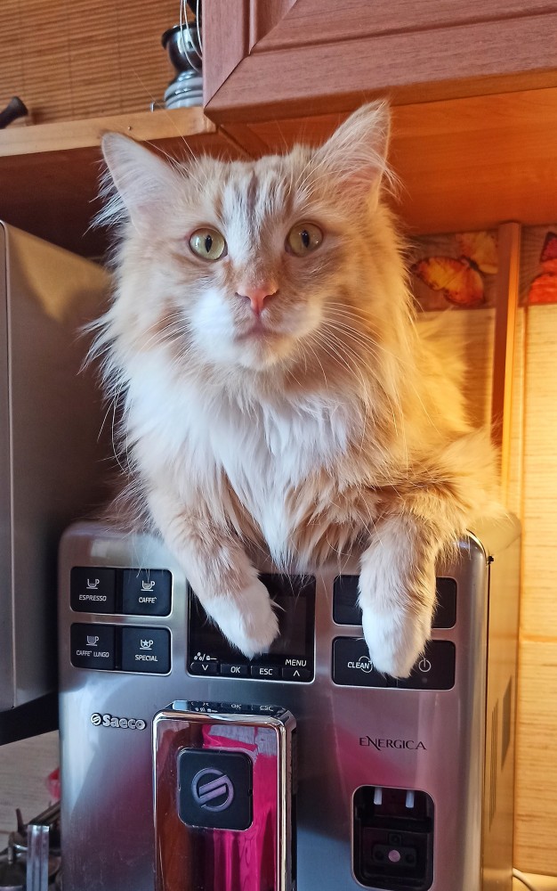 Почему кошки не ладят с собаками?