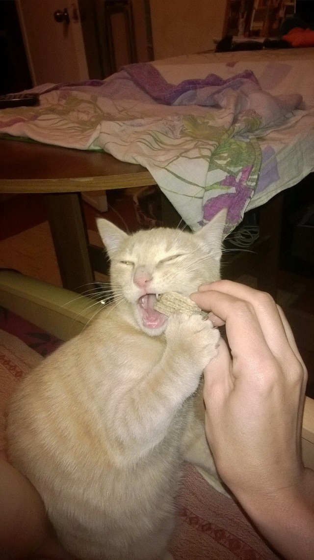 Забавные животные