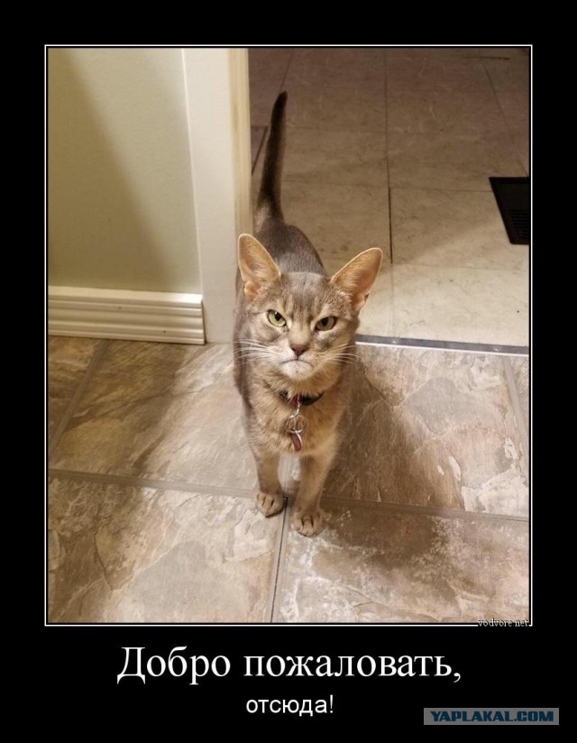 В США бездомный котик, которому требовалась медицинская помощь, очень быстро нашел хозяев благодаря своей грозной мордашке