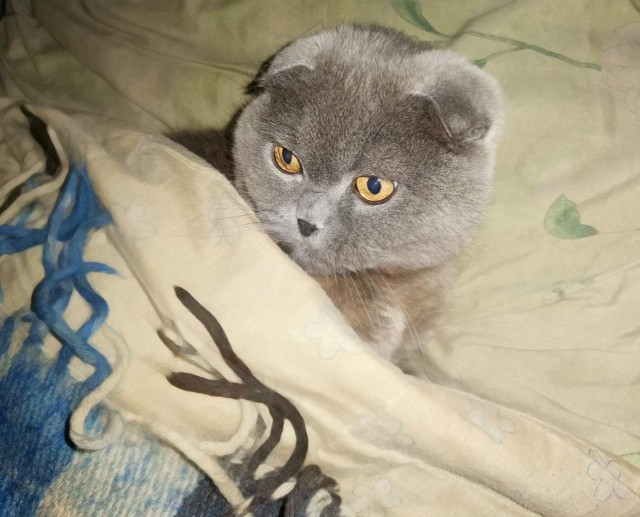 Подкаблучники, кто они и что ими движет