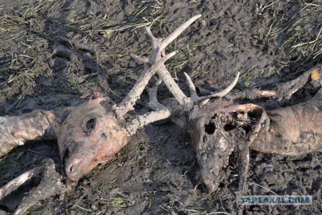 Метким выстрелом спас двух оленей