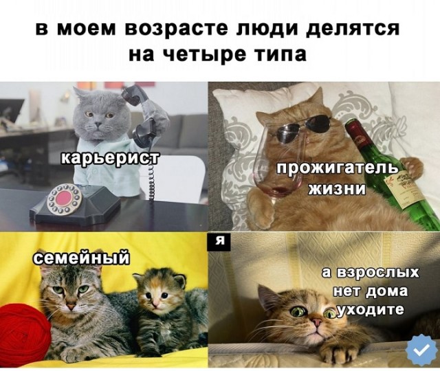Картинки с надписями и котами